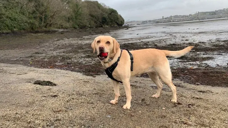La stessa foto del labrador, ora più ampia, con più spiaggia e più mare intorno