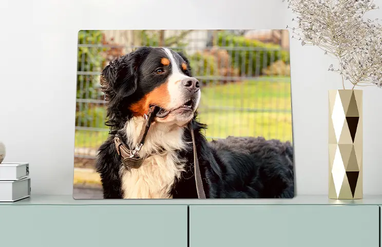 Stampa fotografica in metallo di Printerpix|Stampa fotografica in alluminio di una montagna e un lago tenuta da una donna realizzata da Printerpix|Piccola stampa metallica quadrata di un uomo che si tuffa nel lago|Stampa fotografica in metallo di mamma e figlia sulla libreria|Donna che posiziona una stampa metallica di fidanzata e fidanzato sul muro|Tre stampe fotografiche in metallo di dimensioni miste|||||