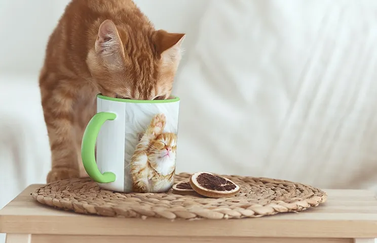 Gatto che beve da tazza foto a colori personalizzata con foto di gatto